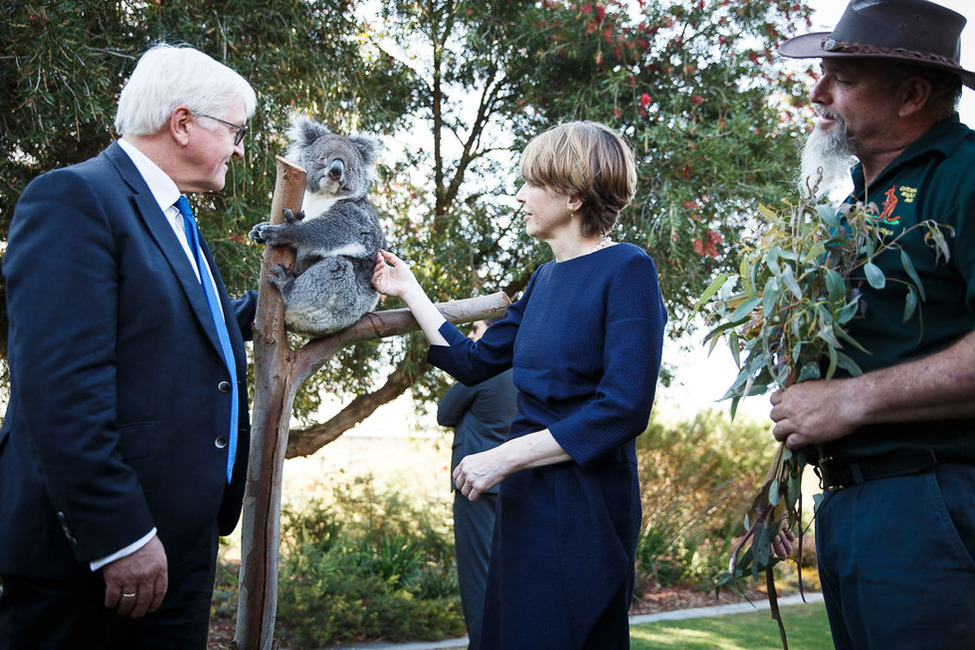 Bundespräsident Frank-Walter Steinmeier und Elke Büdenbender schauen sich ein Koala beim gemeinsamen Rundgang mit einem Ranger durch den Kings Park in Perth anlässlich des Staatsbesuchs in Australien an