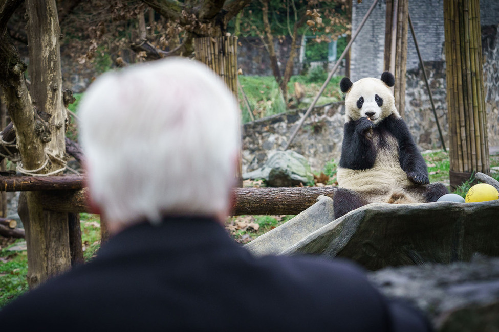 Bundespräsident Frank-Walter Steinmeier beim Besuch des Giant Panda Forschungszentrums in Dujiangyan anlässlich des Staatsbesuchs in der Volksrepublik China 